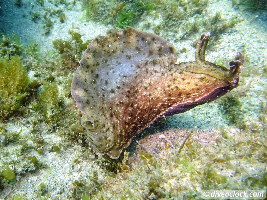 Malibu Kelp Forests and Lobster Diving in California USA  Us California Malibu 32