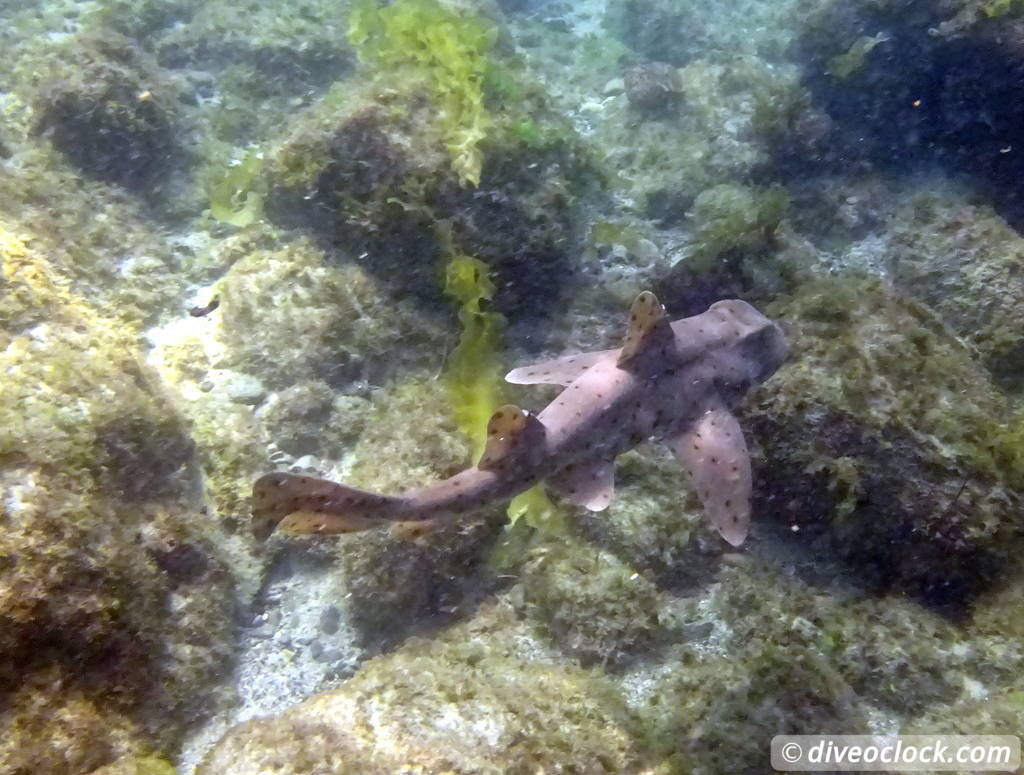 Malibu Kelp Forests and Lobster Diving in California USA  Us California Malibu 33