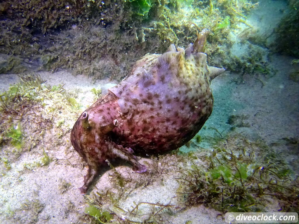 Malibu Kelp Forests and Lobster Diving in California USA  Us California Malibu 40