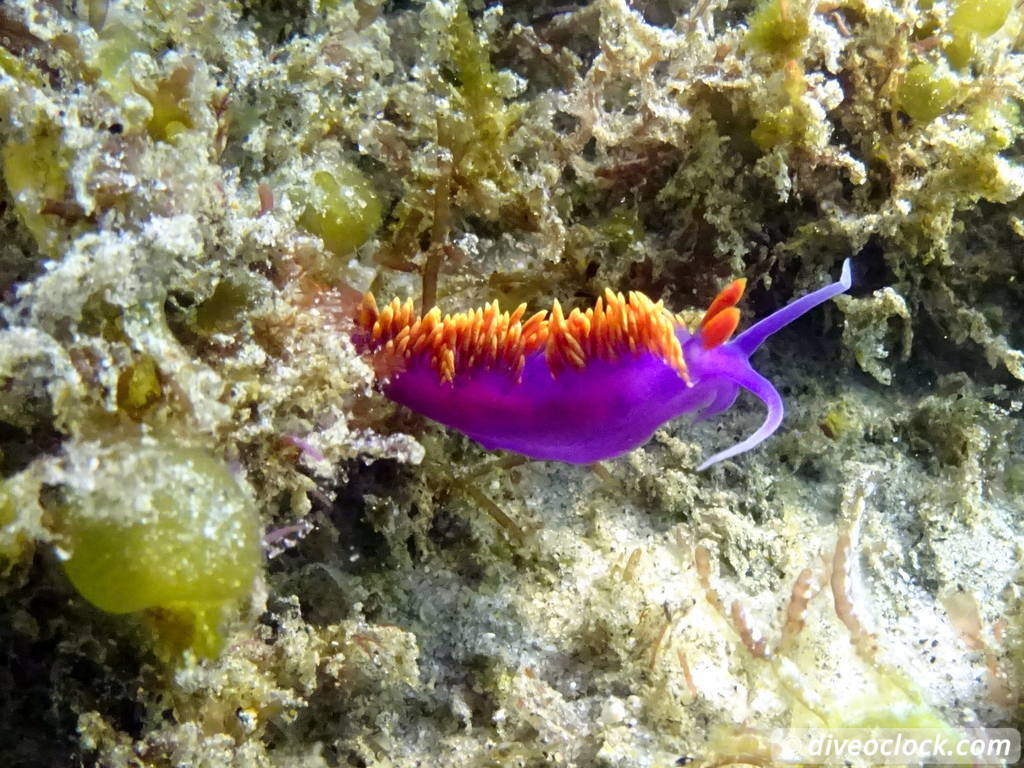 Malibu Kelp Forests and Lobster Diving in California USA  Us California Malibu 45