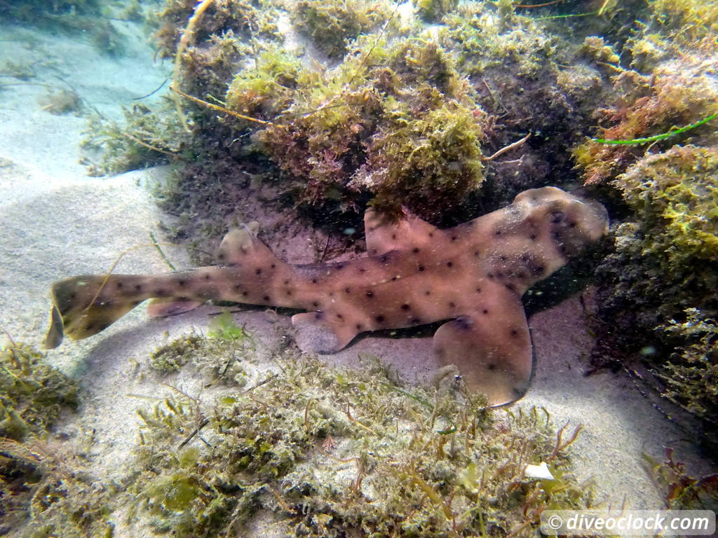 Malibu Kelp Forests and Lobster Diving in California USA  Us California Malibu 46