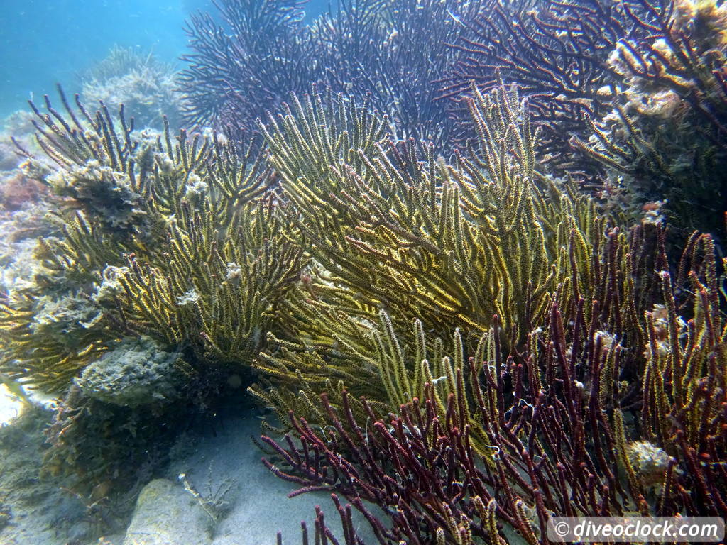 Malibu Kelp Forests and Lobster Diving in California USA  Us California Malibu 5