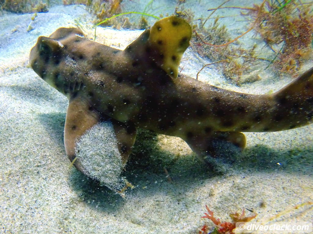 Malibu Kelp Forests and Lobster Diving in California USA  Us California Malibu 59