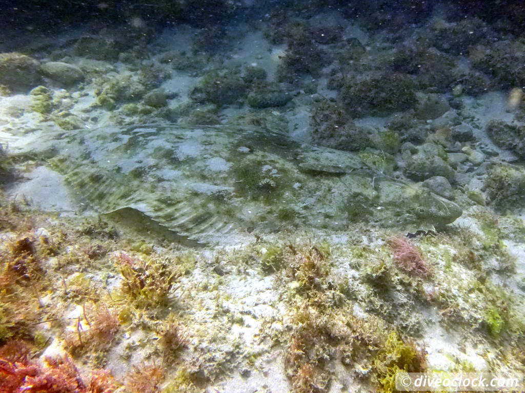 Malibu Kelp Forests and Lobster Diving in California USA  Us California Malibu 62