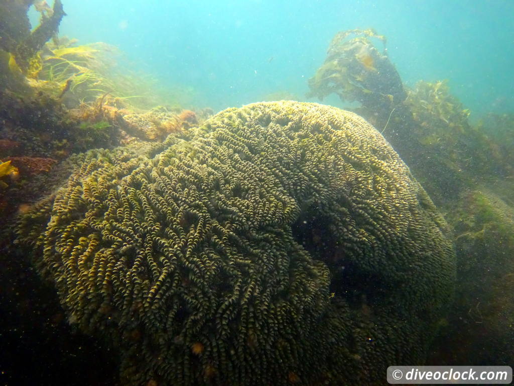 Malibu Kelp Forests and Lobster Diving in California USA  Us California Malibu 63