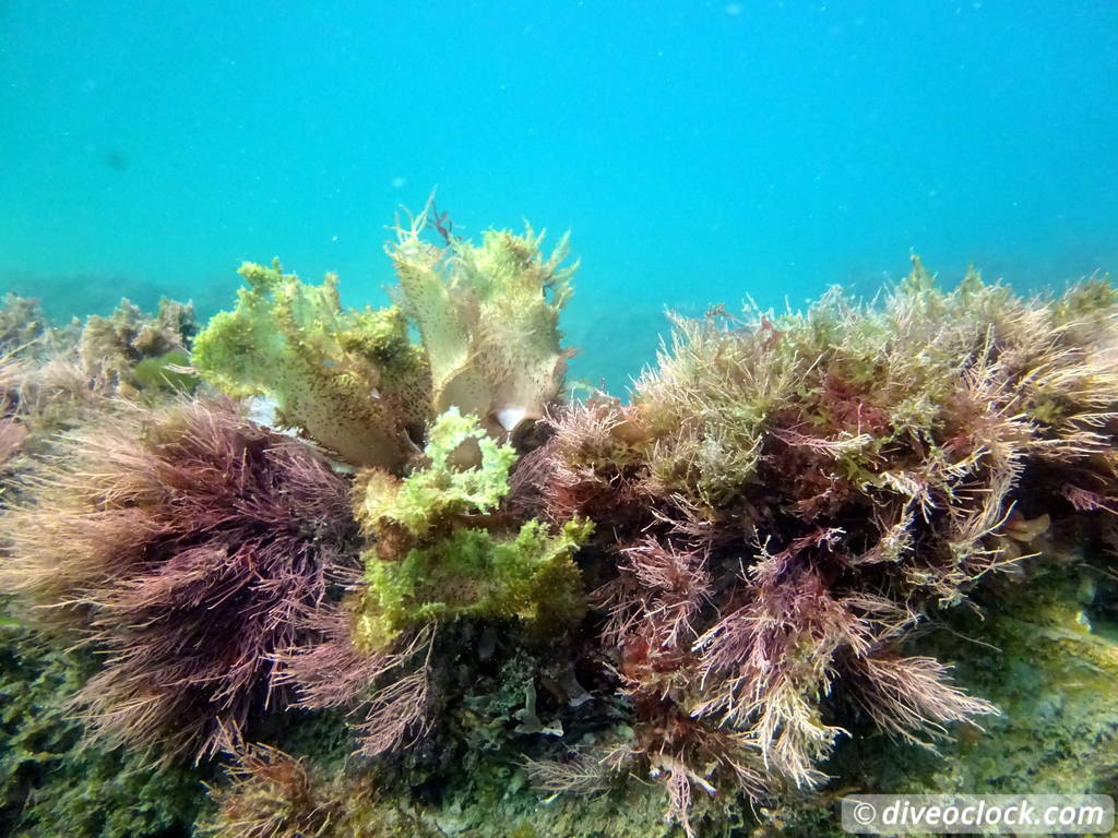 Malibu Kelp Forests and Lobster Diving in California USA  Us California Malibu 66