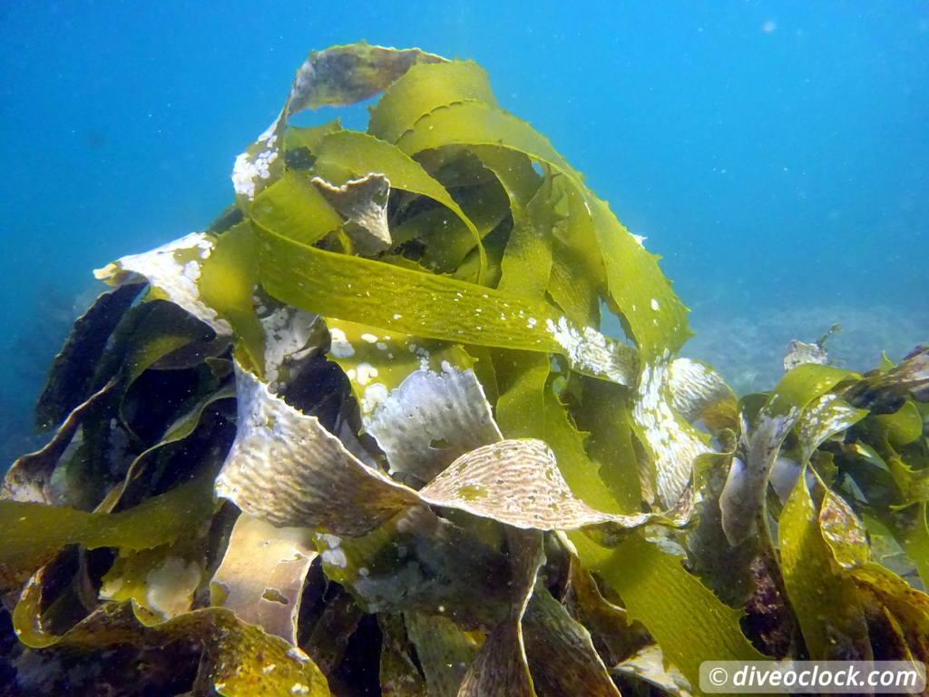 Malibu Kelp Forests and Lobster Diving in California USA  Us California Malibu 69