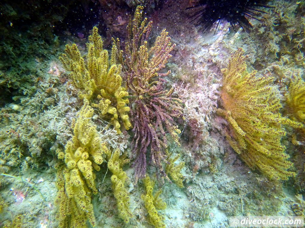 Malibu Kelp Forests and Lobster Diving in California USA  Us California Malibu 73