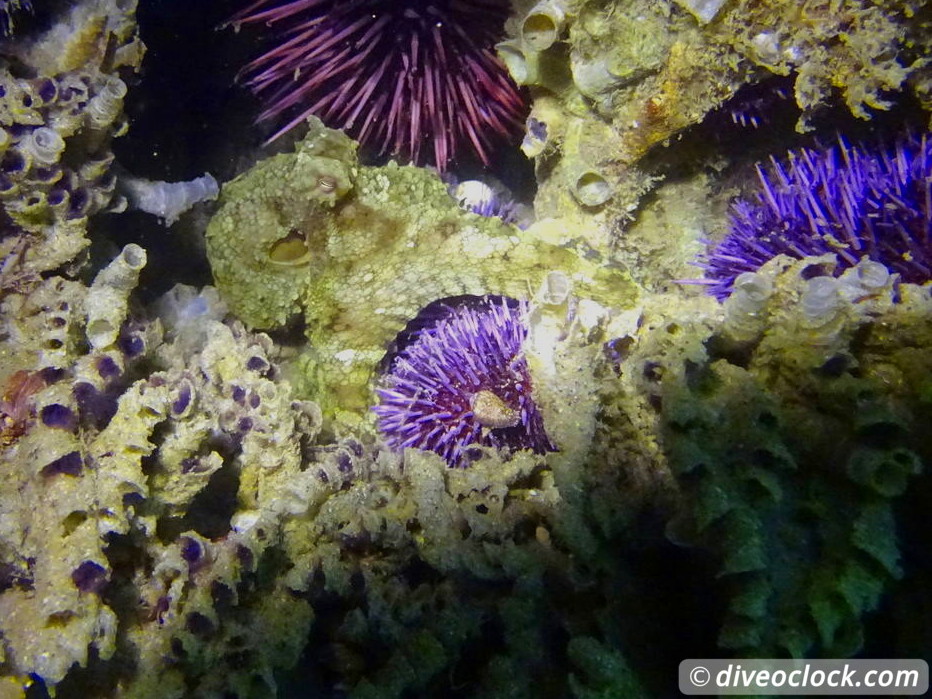 Malibu Kelp Forests and Lobster Diving in California USA  Us California Malibu 74