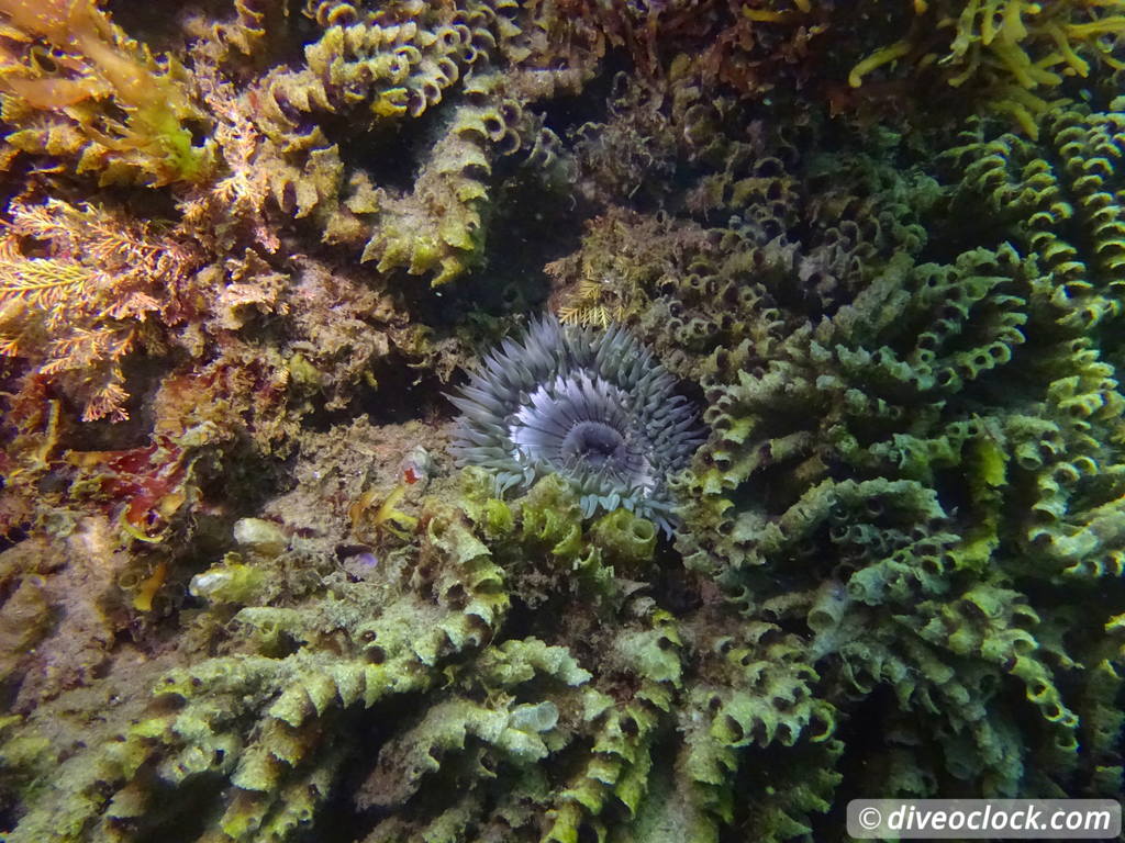 Malibu Kelp Forests and Lobster Diving in California USA  Us California Malibu 77