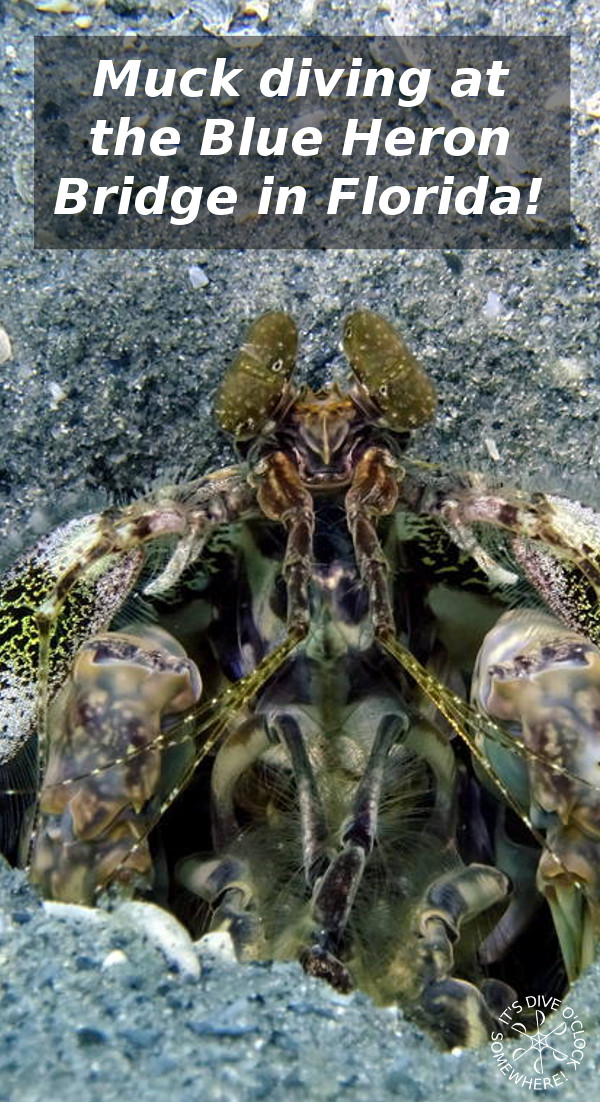 Blue Heron Bridge - Awesome Muck Diving in Florida (USA)