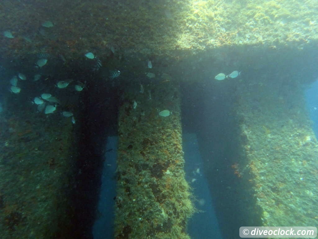 Blue Heron Bridge Awesome Muck Diving in Florida USA  Florida Blueheronbridge 19