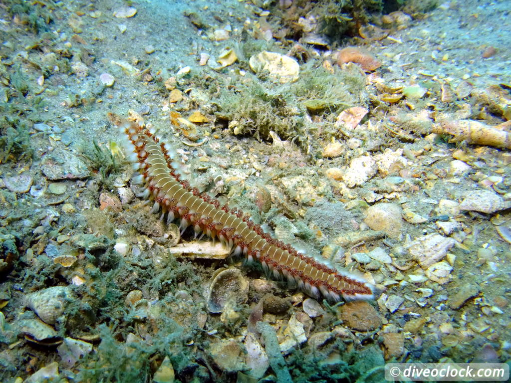 Blue Heron Bridge Awesome Muck Diving in Florida USA  Florida Blueheronbridge 22