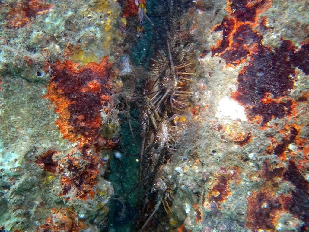 Blue Heron Bridge Awesome Muck Diving in Florida USA  Florida Blueheronbridge 24