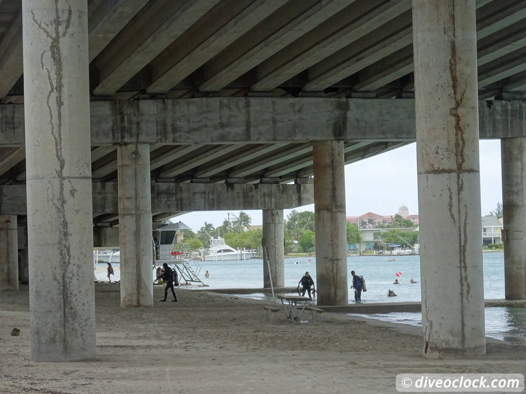 Blue Heron Bridge Awesome Muck Diving in Florida USA  Florida Blueheronbridge 31