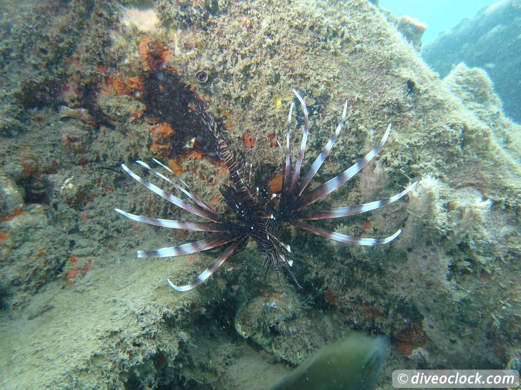 Blue Heron Bridge Awesome Muck Diving in Florida USA  Florida Blueheronbridge 5