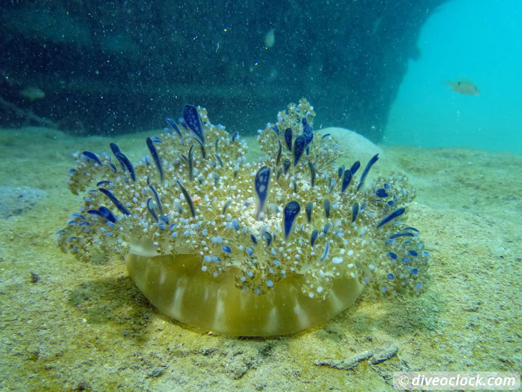 Blue Heron Bridge Awesome Muck Diving in Florida USA  Florida Blueheronbridge 7