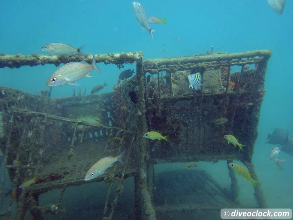 Blue Heron Bridge Awesome Muck Diving in Florida USA  Florida Blueheronbridge 8