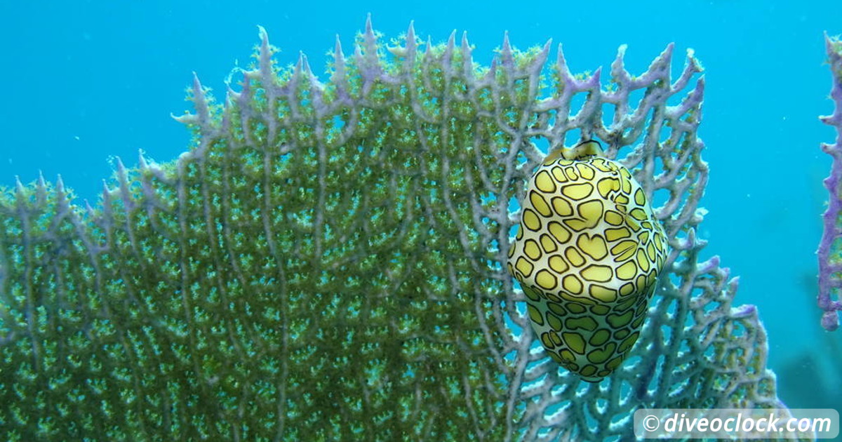 Diving the G Spot on Barbados   USA Florida Florida Keys 