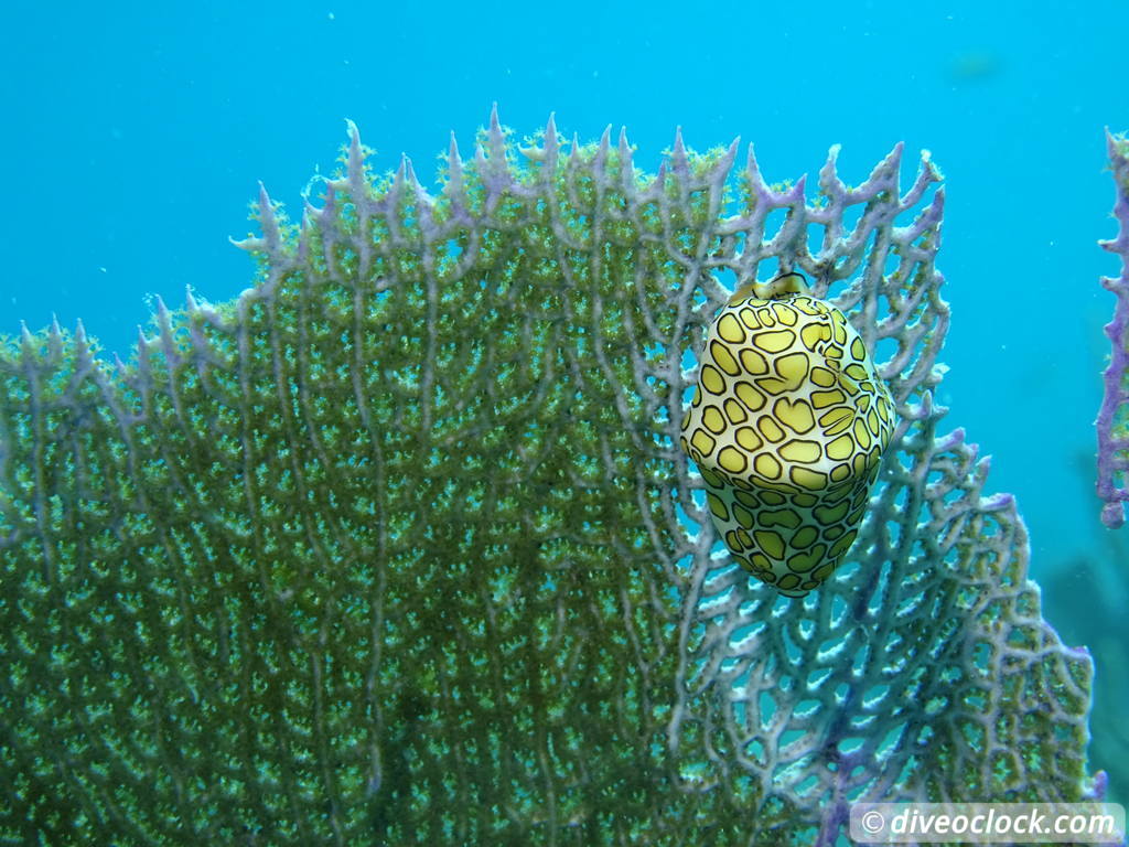 Florida Keys Selecting The Best Dive Area USA  Florida Keys 14