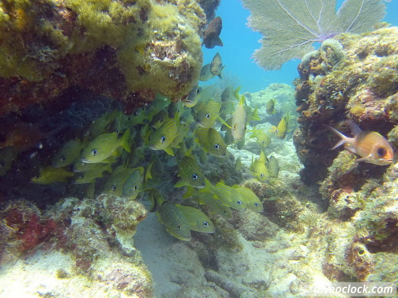 Florida Keys Selecting The Best Dive Area USA  Florida Keys 20