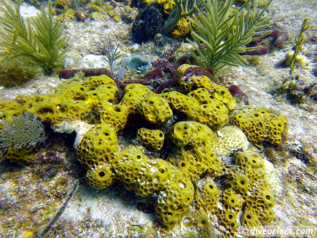 Florida Keys Selecting The Best Dive Area USA  Florida Keys 26