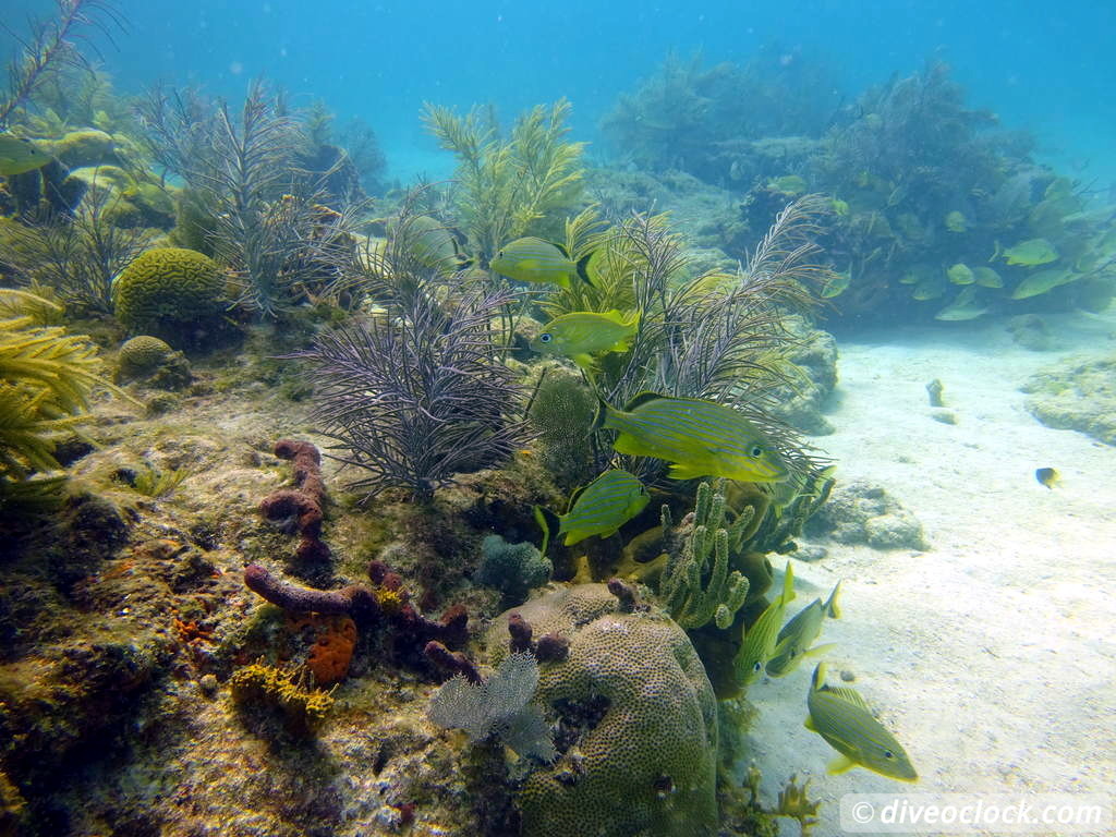 Florida Keys Selecting The Best Dive Area USA  Florida Keys 27