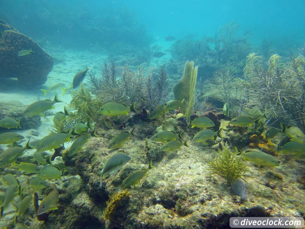 Florida Keys Selecting The Best Dive Area USA  Florida Keys 39