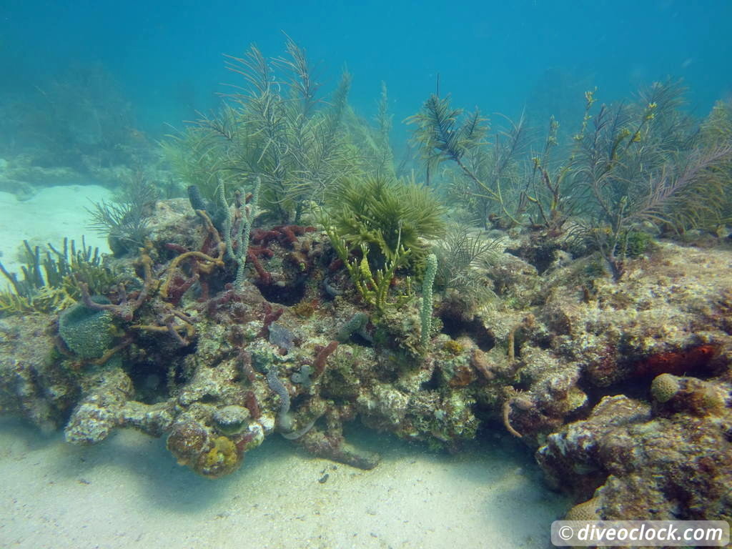 Florida Keys Selecting The Best Dive Area USA  Florida Keys 41