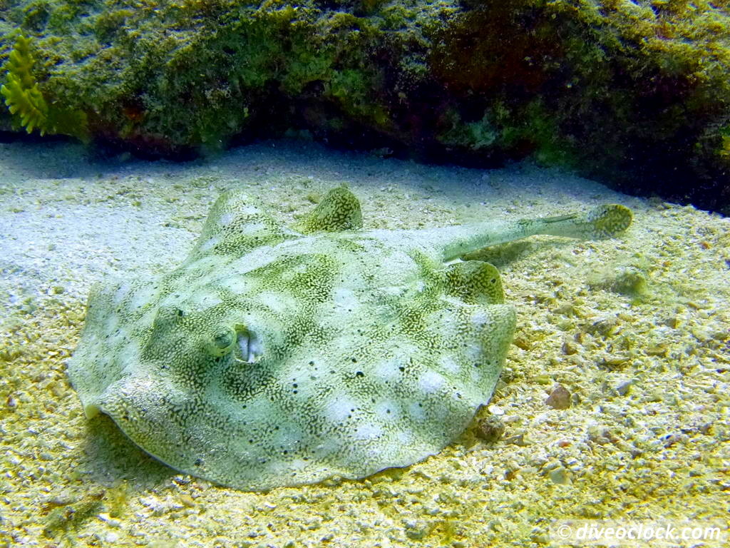 Florida Keys Selecting The Best Dive Area USA  Florida Keys 42