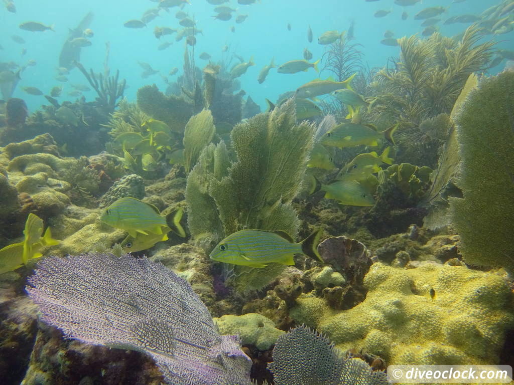 Florida Keys Selecting The Best Dive Area USA  Florida Keys 43