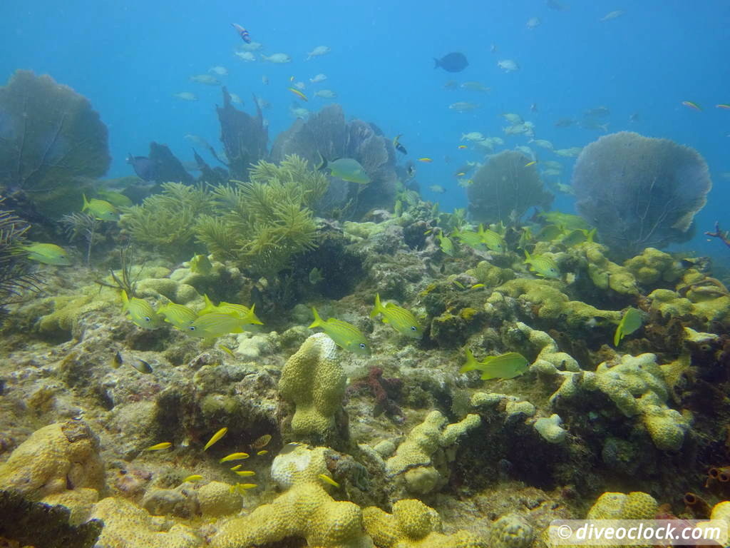 Florida Keys Selecting The Best Dive Area USA  Florida Keys 47