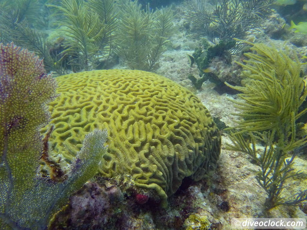 Florida Keys Selecting The Best Dive Area USA  Florida Keys 48