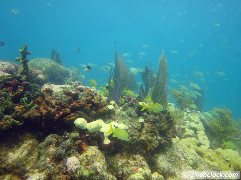 Florida Keys Selecting The Best Dive Area USA  Florida Keys 51