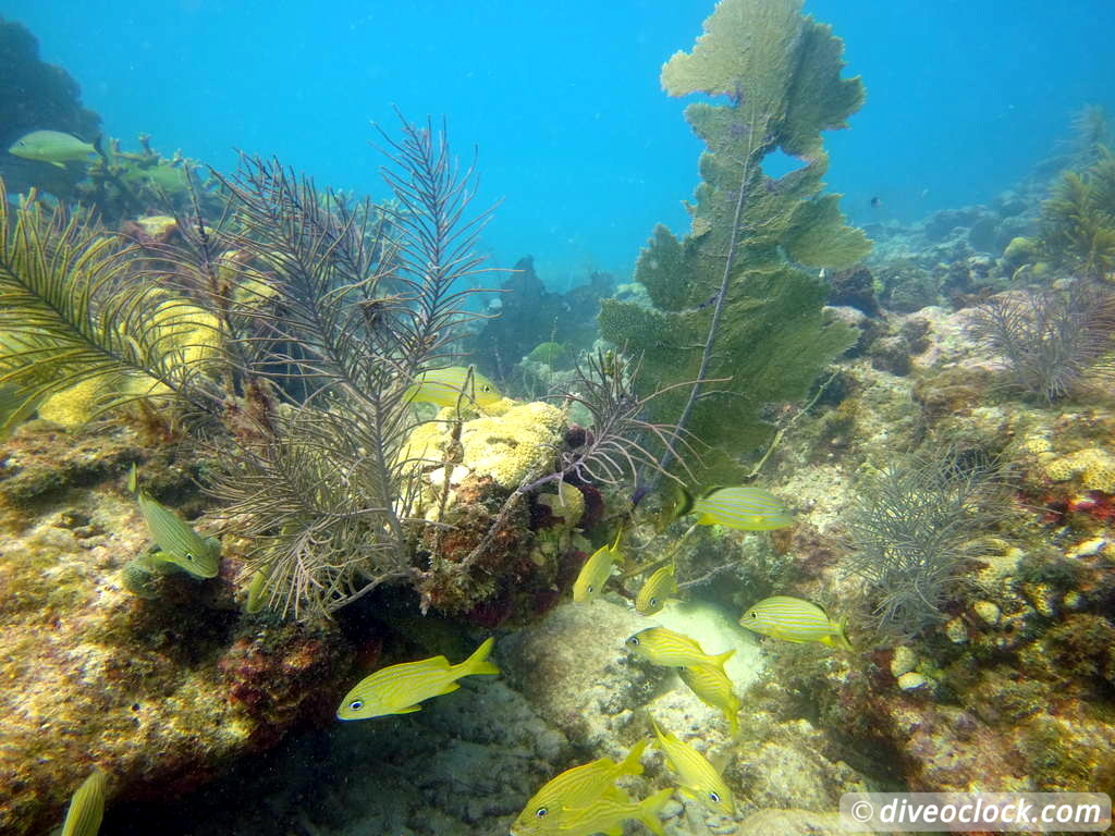 Florida Keys Selecting The Best Dive Area USA  Florida Keys 52