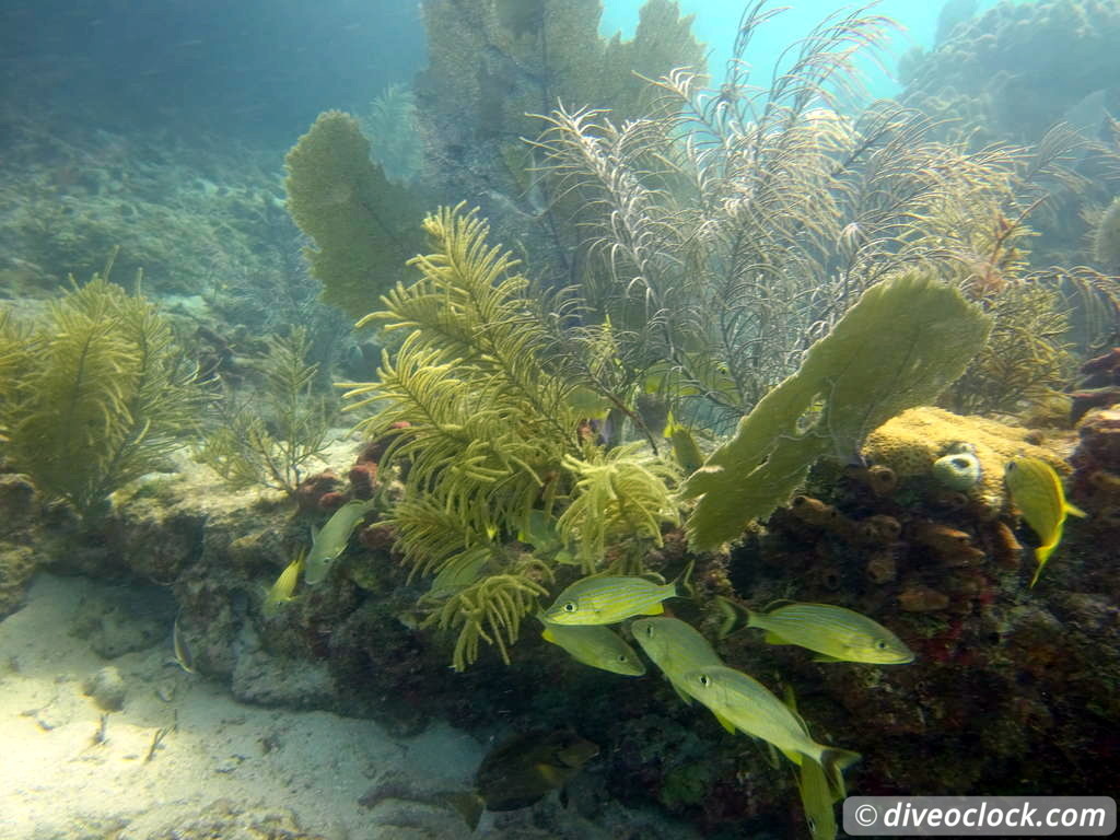 Florida Keys Selecting The Best Dive Area USA  Florida Keys 54