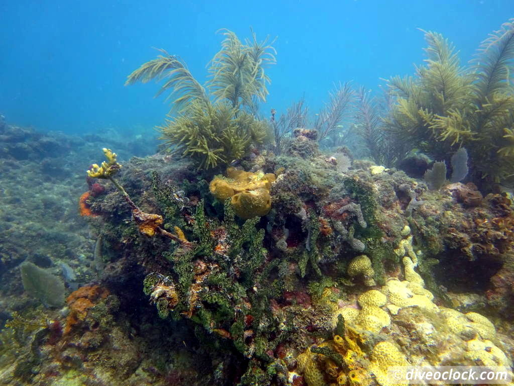 Florida Keys Selecting The Best Dive Area USA  Florida Keys 61