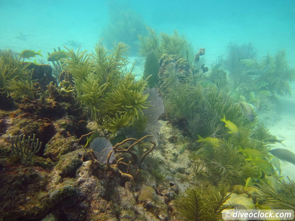 Florida Keys Selecting The Best Dive Area USA  Florida Keys 64