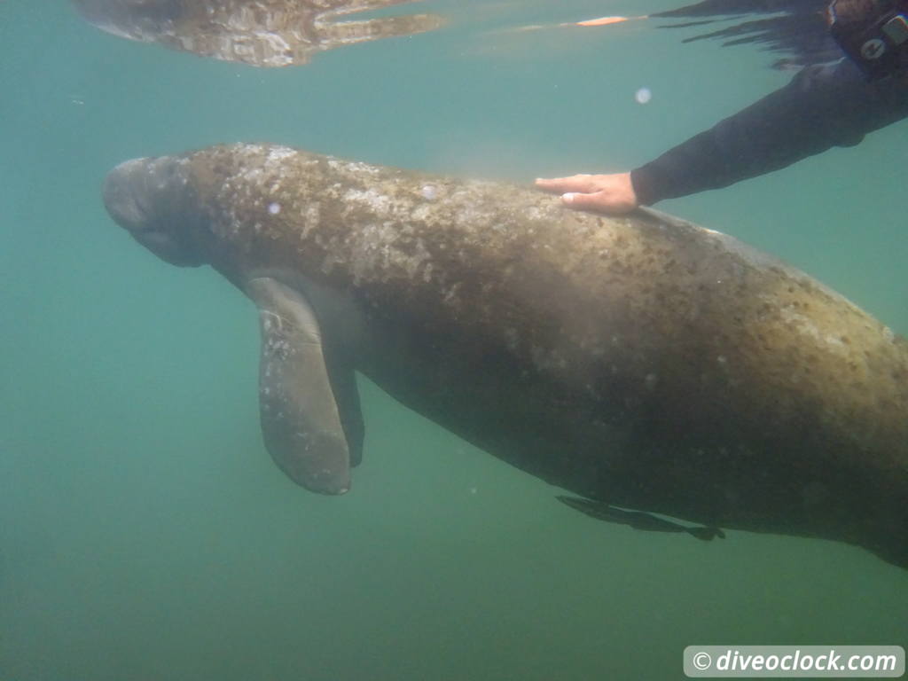 Homosassa Cuddling with Manatees in Florida USA  Florida Homosassa 12