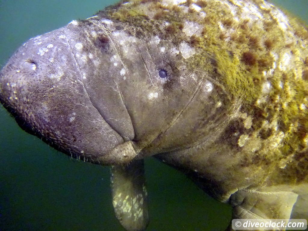 Homosassa Cuddling with Manatees in Florida USA  Florida Homosassa 17