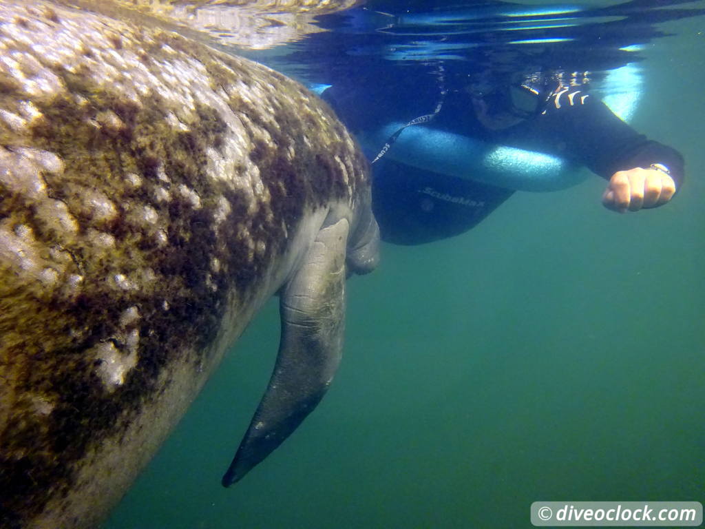 Homosassa Cuddling with Manatees in Florida USA  Florida Homosassa 18