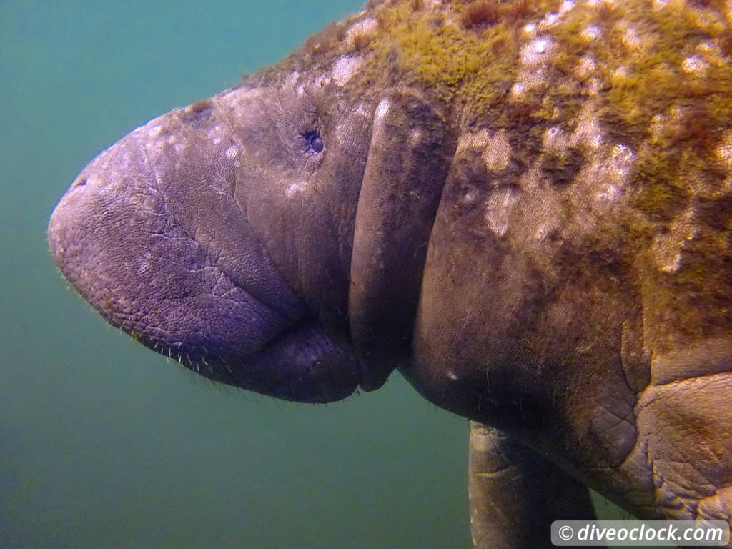 Homosassa Cuddling with Manatees in Florida USA  Florida Homosassa 21