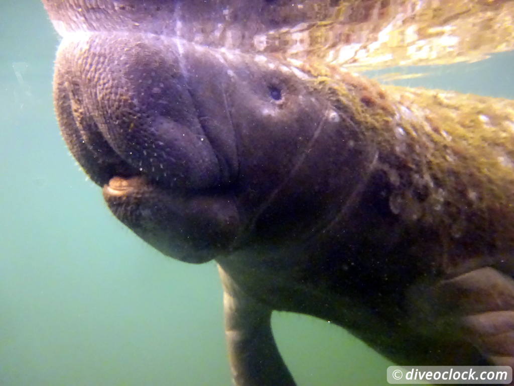 Homosassa Cuddling with Manatees in Florida USA  Florida Homosassa 22