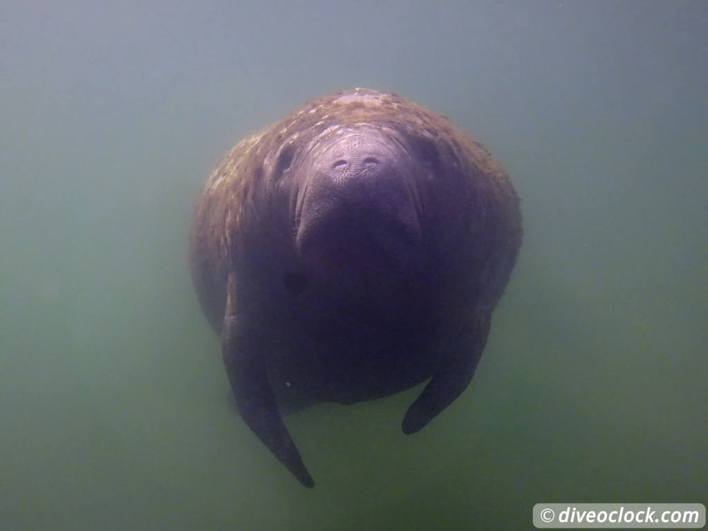 Homosassa Cuddling with Manatees in Florida USA  Florida Homosassa 29