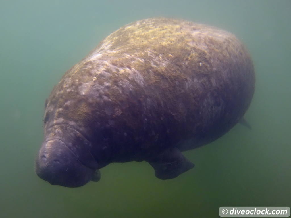 Homosassa Cuddling with Manatees in Florida USA  Florida Homosassa 31