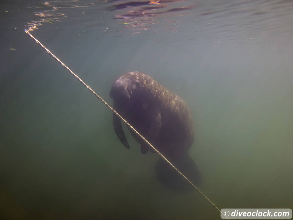 Homosassa Cuddling with Manatees in Florida USA  Florida Homosassa 32