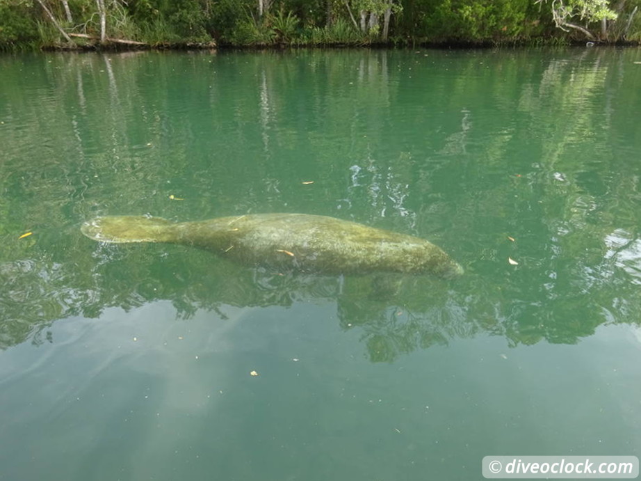 Homosassa Cuddling with Manatees in Florida USA  Florida Homosassa 39