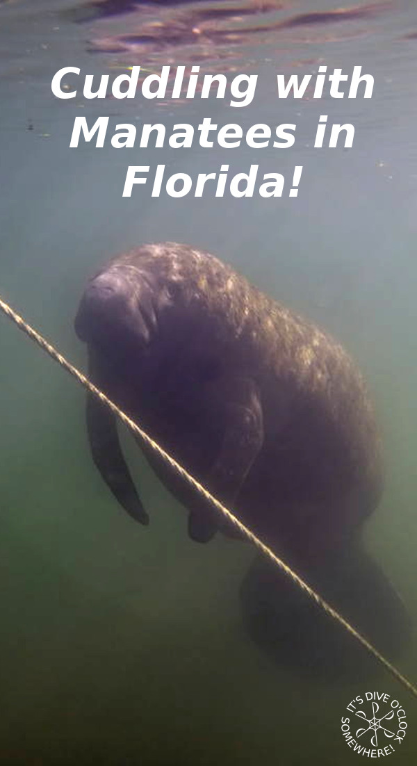 Homosassa - Cuddling with Manatees in Florida (USA)