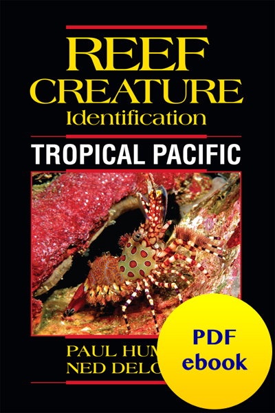 reef_creature_identification_diveoclock