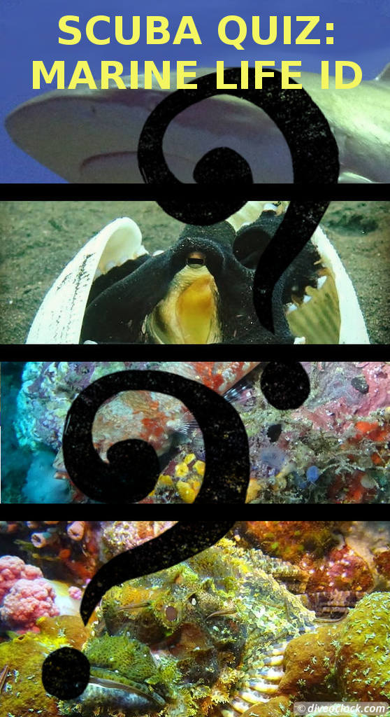 SCUBA QUIZ: Can You Identify these Marine Life Species?